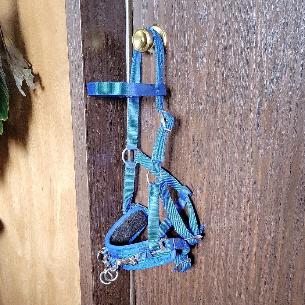 Cavalier Lunging Cavesson